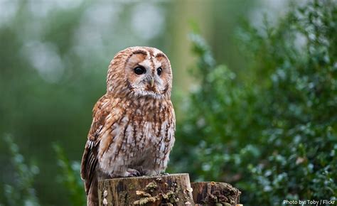 Interesting facts about tawny owls | Just Fun Facts