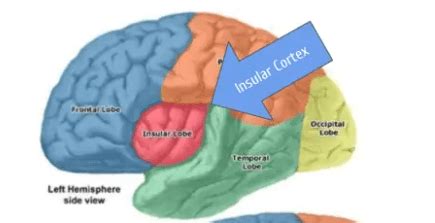 Insular Cortex | Summary, Location, Structure & Function