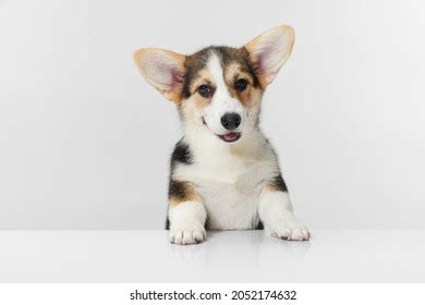 886 Corgi White Background Collar Images, Stock Photos & Vectors ...