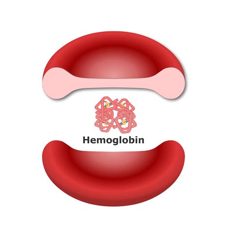 Myoglobin Structure and Function