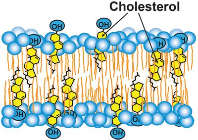 The many layers of cholesterol regulation