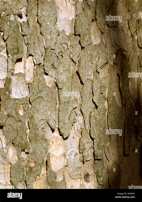 Sycamore Tree Bark Stock Photo - Alamy