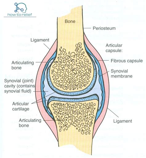 Synovial Joint:Classification, Definition & Examples » How To Relief