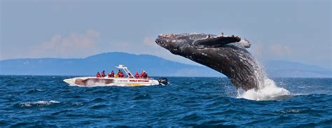 Sri lanka Navy Whale Watching | SLN