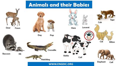 animal and their babies name list pdf Archives - EngDic