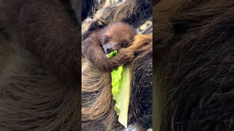 Baby Sloth And Mom Eating Lettuce At Cincinnati Zoo - Zoos - USA - Ohio ...