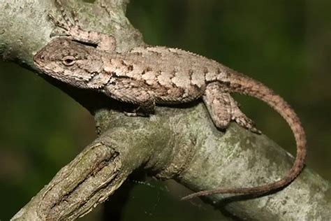 Eastern Fence Lizard Care Sheet | Reptiles' Cove