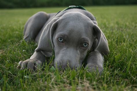 Lovely blue-eyed Weimaraner dog photo and wallpaper. Beautiful Lovely ...