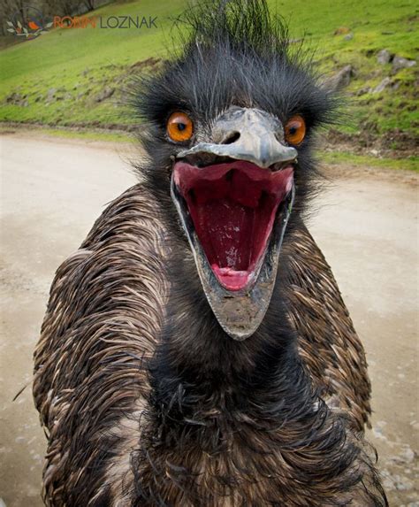 Pin by Takahiro on etc etc | Pet birds, Funny birds, Emu