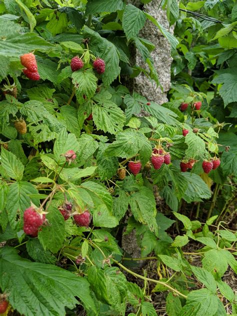 Caring for the Raspberry Bushes - The Martha Stewart Blog