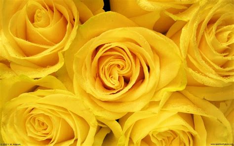 Yellow Rose Wallpapers - Top Free Yellow Rose Backgrounds - WallpaperAccess