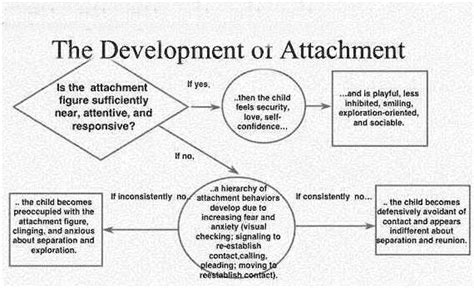 John Bowlby Attachment Theory – StudiousGuy