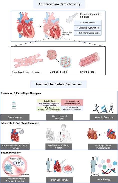 Frontiers | Novel Therapeutics for Anthracycline Induced Cardiotoxicity