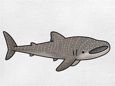 Whale Shark Drawing - HelloArtsy