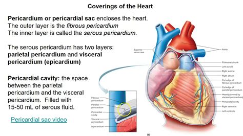 Pericardial Cavity