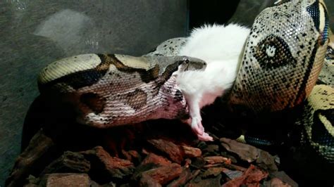 Feeding baby Boa Constrictor - YouTube