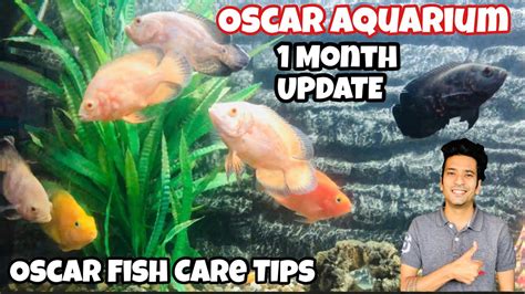 Oscar Fish Tank | Oscar Fish Care | Oscar Fish care Tips | Oscar Fish 1 ...