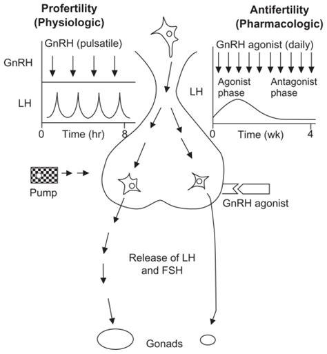 Mechanism of action of gonadotropin-releasing hormone agonists.9 ...