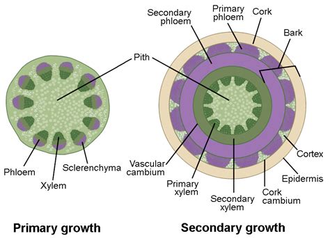 Which of the Following Statements Correctly Describes the Vascular ...