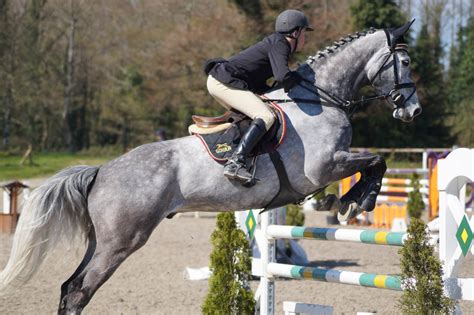 Grey Horse - Show Jumping Stock 8.5 by MagicLecktra on DeviantArt