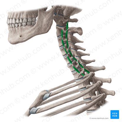 Neck muscles anatomy: List, origins, insertions, action | Kenhub