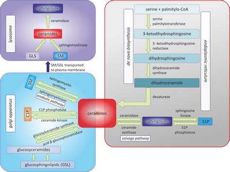 Frontiers | Sphingolipid metabolism and signaling in cardiovascular ...