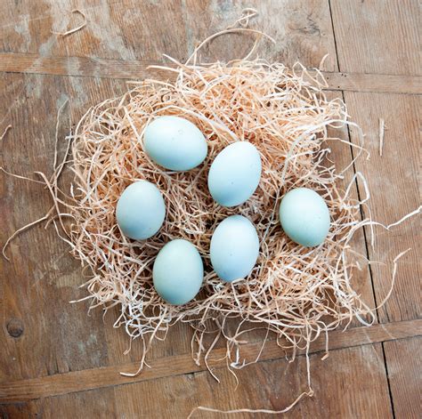 Araucana Eggs | Hatching eggs, Eggs, Hens