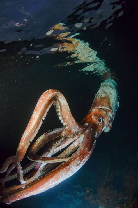 Watch Extremely Rare Footage of Giant Squid With 'Thick Arms': 'Terrified'