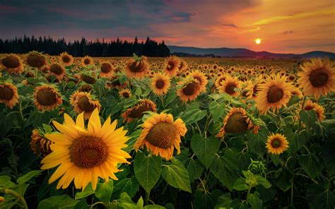 Campo de girasoles al atardecer Fondo de pantalla 4k HD ID:5863