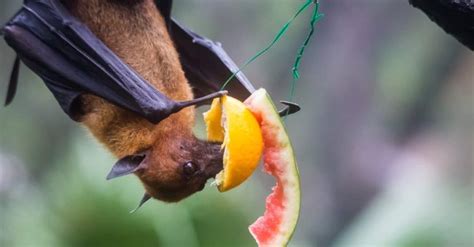 Fruit Bat Animal Facts - AZ Animals