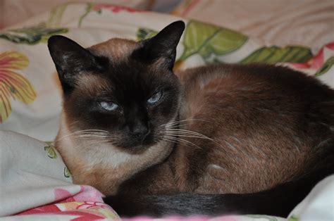 A Siamese Cats Personality Beautiful NEW | Siamese Cats And Kittens