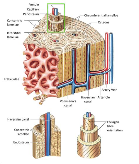 Lamellae Bone