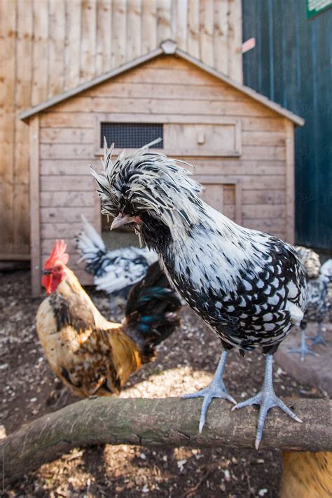 "Hen With Amazing Head Feathers" by Stocksy Contributor "Rowena Naylor ...