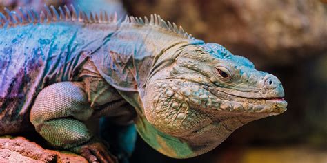 Grand Cayman blue iguana | Smithsonian's National Zoo and Conservation ...