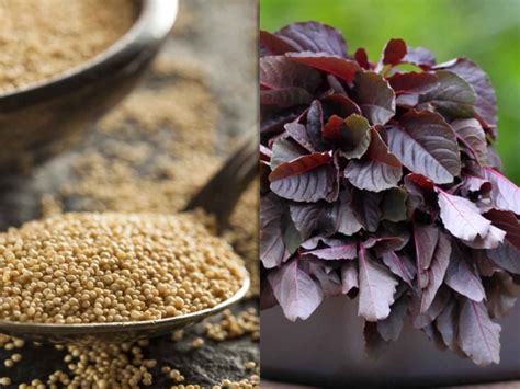 Amaranthus Leaves & Seeds - Know Your Ingredient by Archana's Kitchen