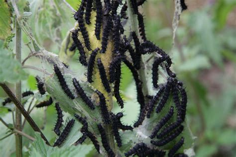 Black caterpillars | Lunching on nettles | Peter Reed | Flickr