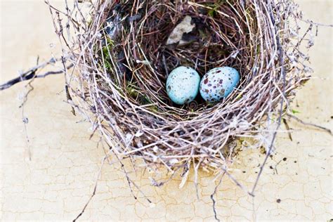 Real Nest and Blue Spotted Chipping Sparrow Eggs Stock Photo - Image of ...