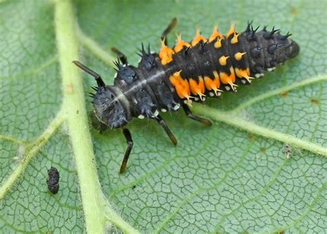 Springfield Plateau: Asian Lady Beetle Larvae