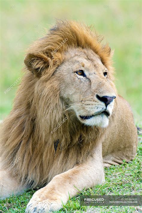 Portrait of resting African lion in natural habitat of Masai Mara ...