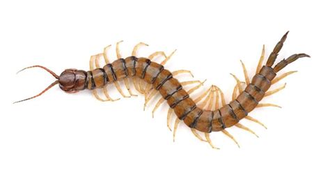 Centipede Animal Facts | AZ Animals