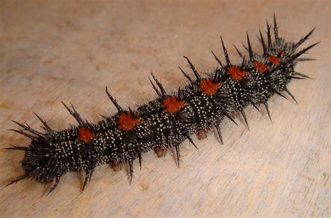 Caterpillar Identification Guide: 40 Species With Photos and ...