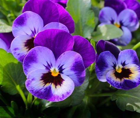 Flower Meanings: Meaning of the Pansy on Whats-Your-Sign