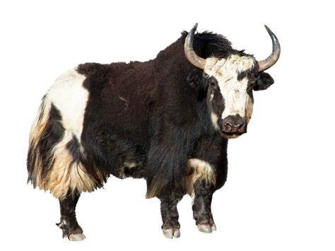 Yak Pictures - AZ Animals