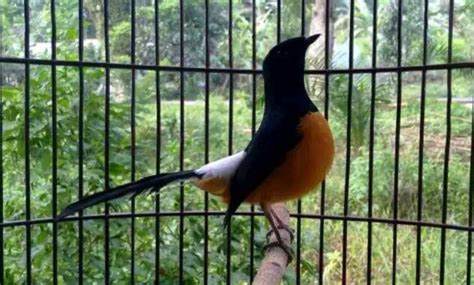 Ciri Burung Murai Batu Borneo