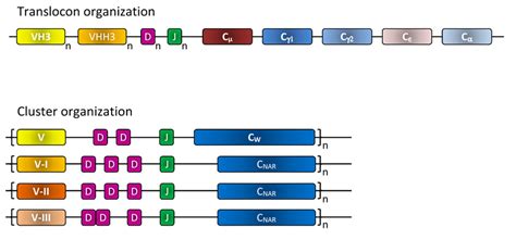 Translocon and cluster genome organization of the antibody genes. The ...