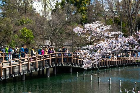 2017 Inokashira Park Cherry Blossoms Were Great