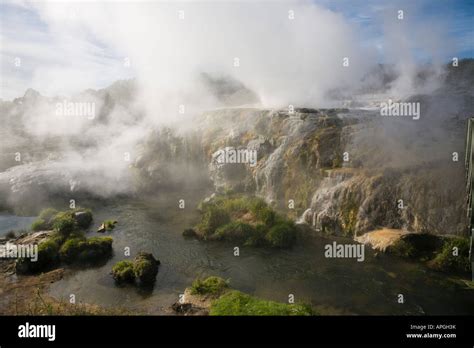 Pohutu geyser erupting steaming water in Te Puia in Whakarewarewa ...