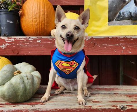 It's record Halloween spending, from pet costumes to candy : NPR