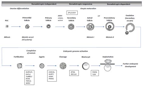 Genes | Free Full-Text | Genetics of Oocyte Maturation Defects and ...