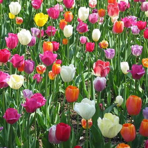 21 tulip varieties ???? ???? Uncover the stunning diversity of this ...